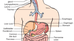 fd45ab1c1576187e9bd83fc58d1caab2