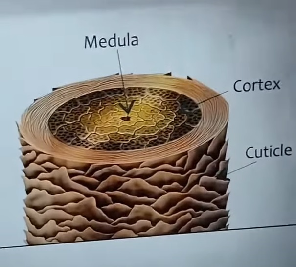 Hair Porosity