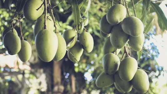 benefits of mango
