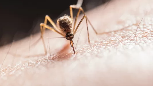 Dengue